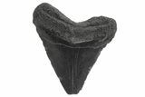 Juvenile Megalodon Tooth - South Carolina #248521-1